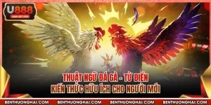 Thuật Ngữ Đá Gà - Từ Điển Kiến Thức Hữu Ích Cho Người Mới